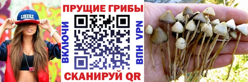 Галлюциногенные грибы Psilocybe Циолковский